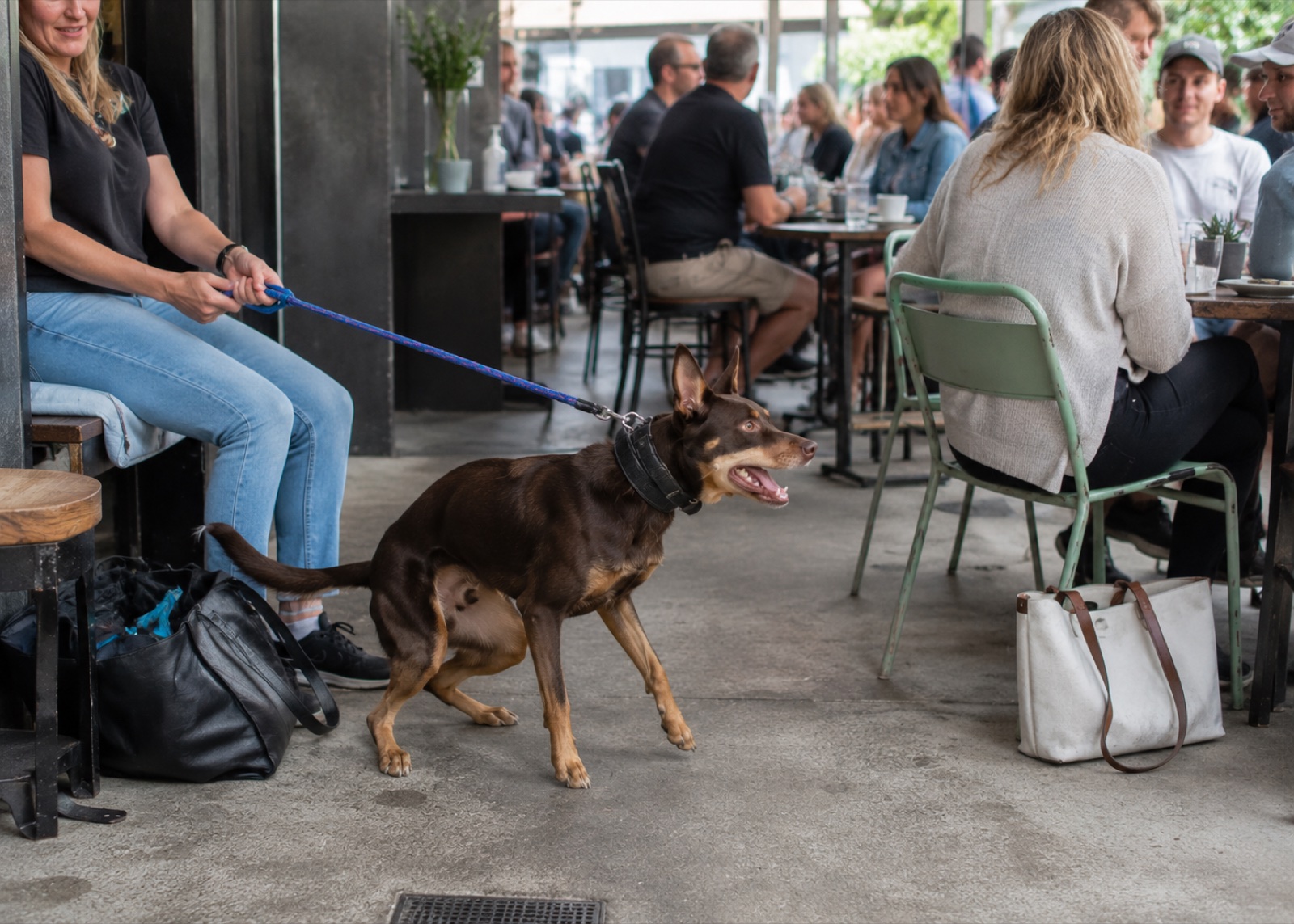 Attentive Australian Kelpie, a breed people assume is prone to reactivity, though training matters more than the breed