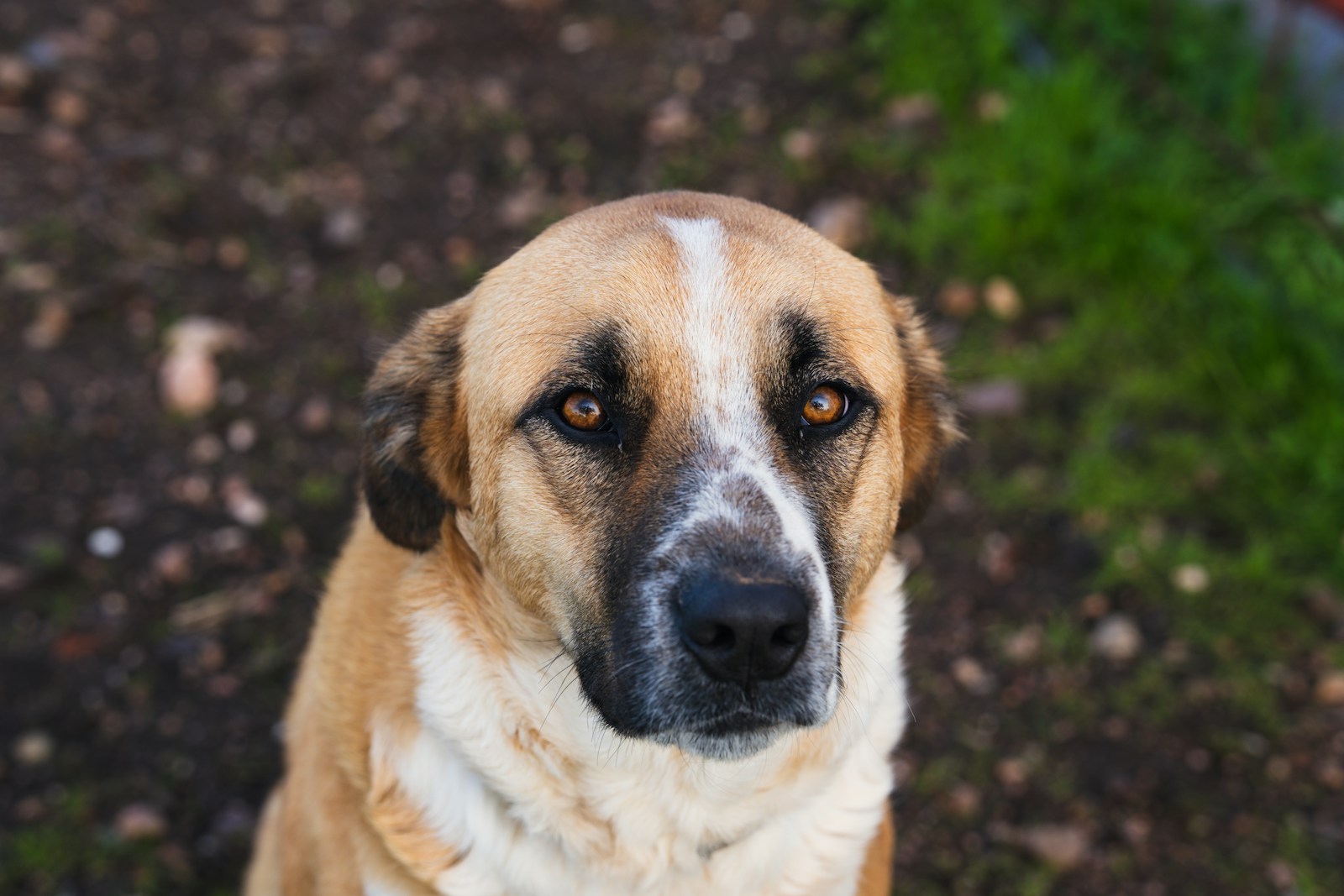 Dog owner and dog sharing calm, soft eye contact at home, reading a reactive dog with curiosity instead of guilt or blame