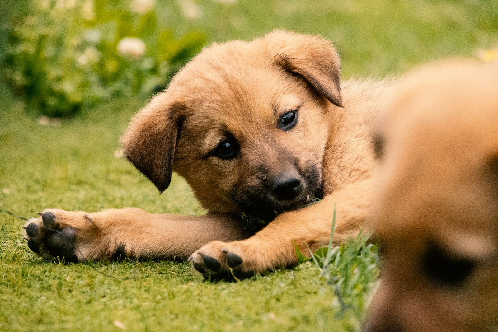 Young puppy lying in long grass gazing softly upwards, the kind of quiet moment new owners picture before bringing a puppy home