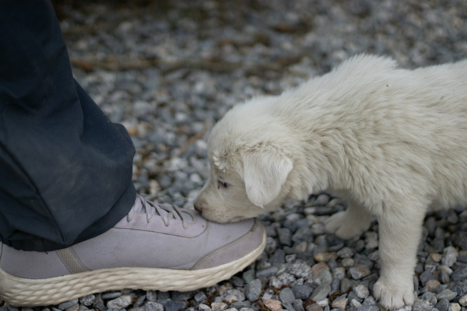 Small white puppy sniffing the shoe of a potential owner, a quiet first-meeting moment before the decision to bring the puppy home