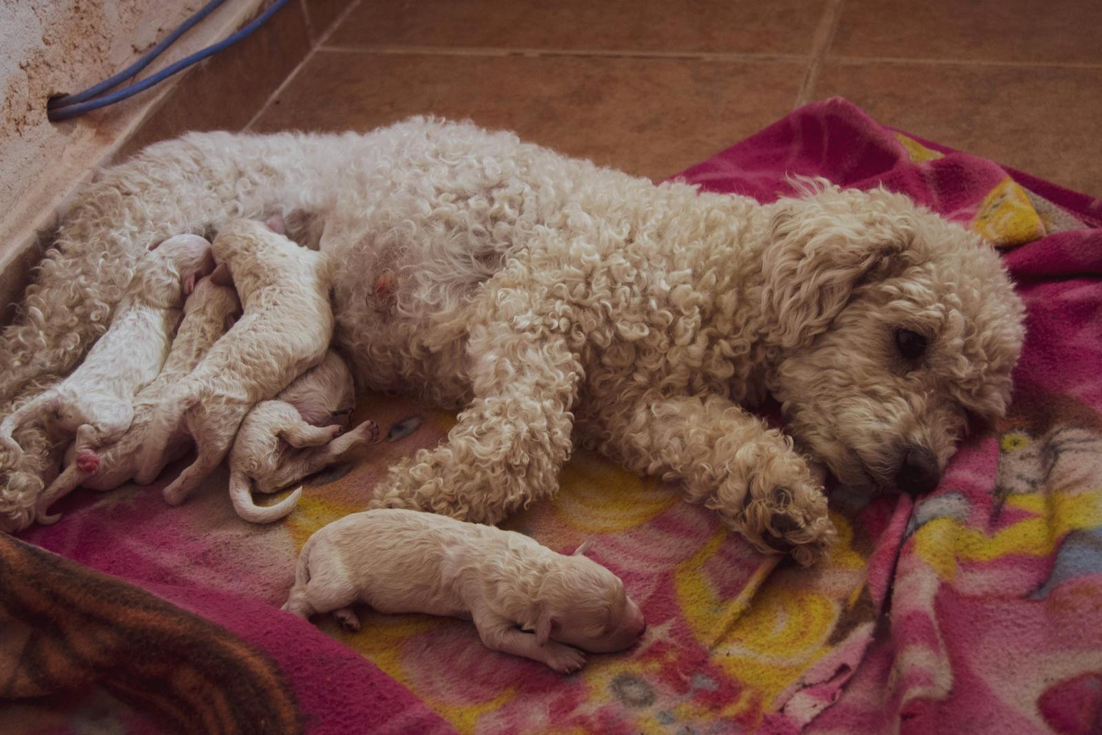 Mother dog nursing her newborn litter on a soft blanket, the early-life stage this Birth-to-Hand-Over guide is written for