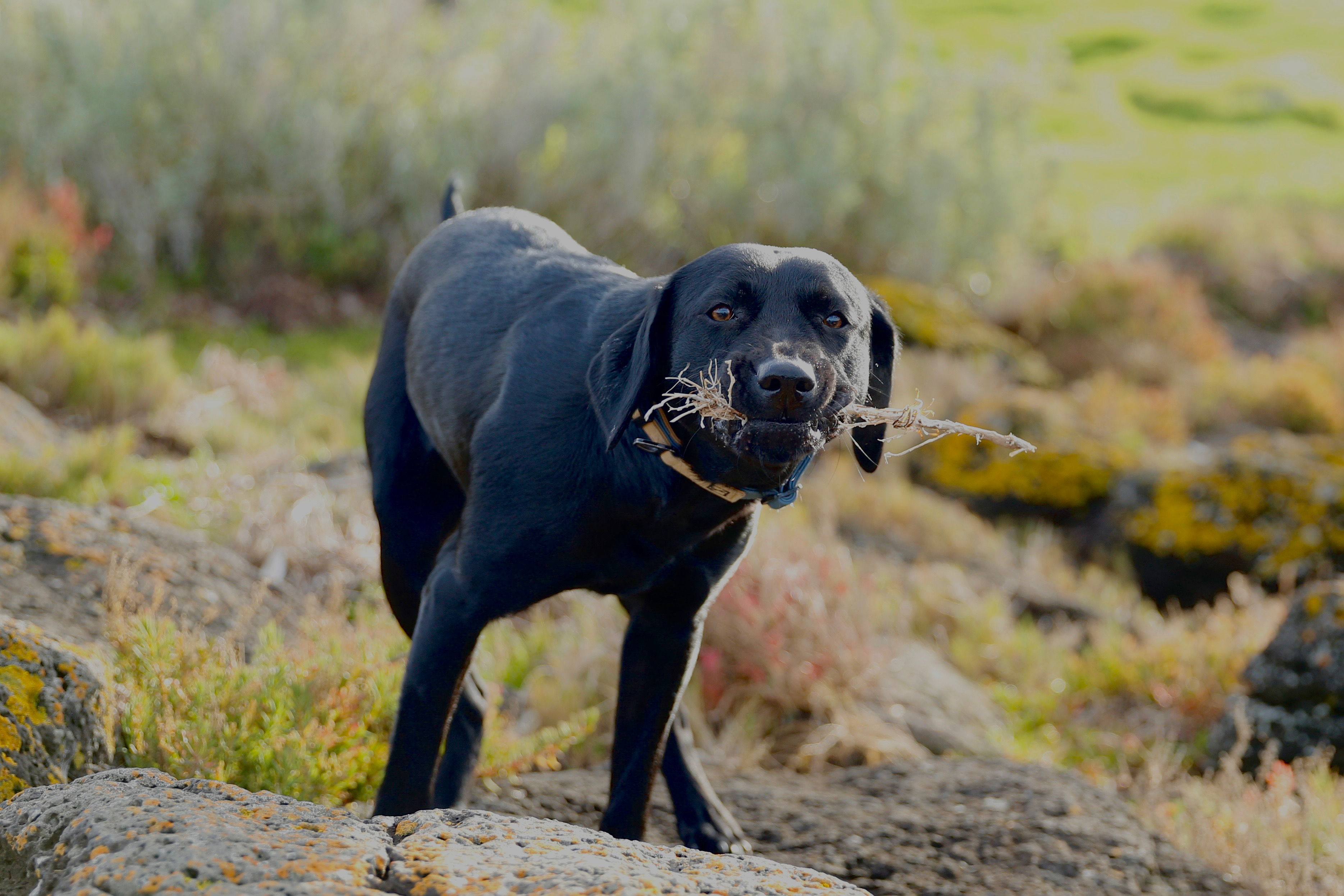 Private dog training session